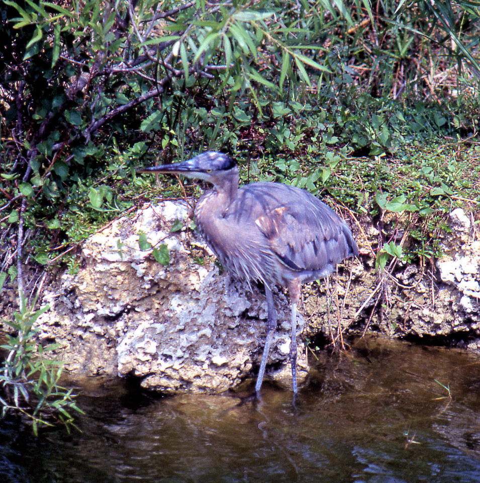 florida-keys--everglades-054_536279839_o.jpg