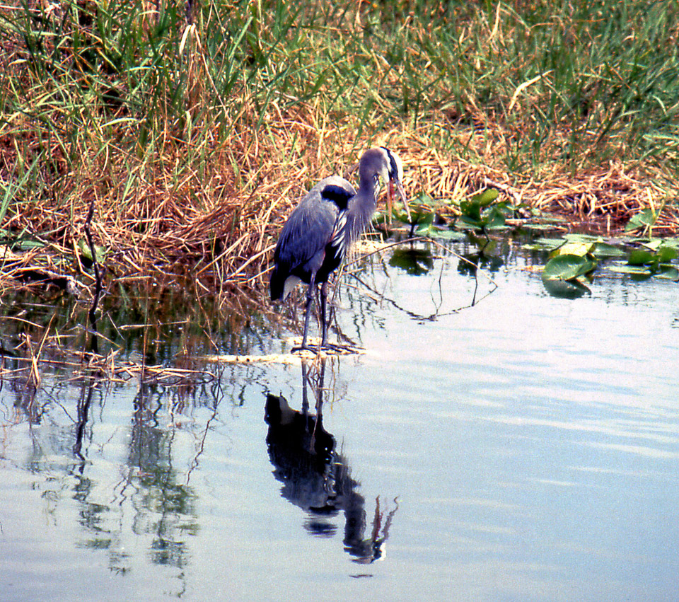 florida-keys--everglades-055_536280299_o_v1.jpg