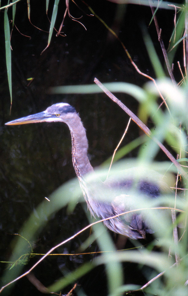 florida-keys--everglades-059_536496385_o_v1.jpg