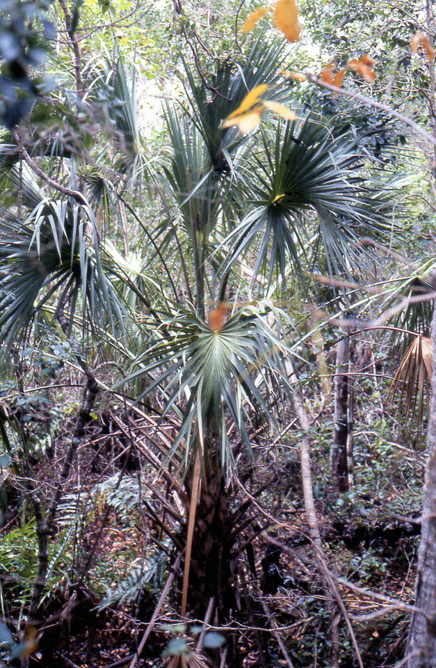 florida-keys--everglades-060_536381946_o.jpg