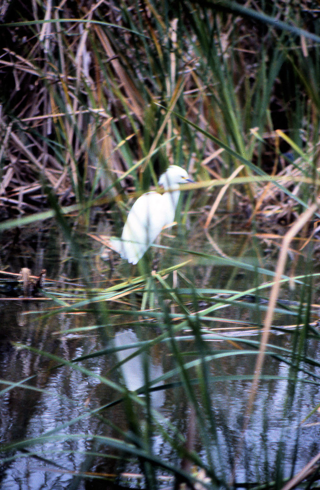 florida-keys--everglades-064_536384388_o.jpg