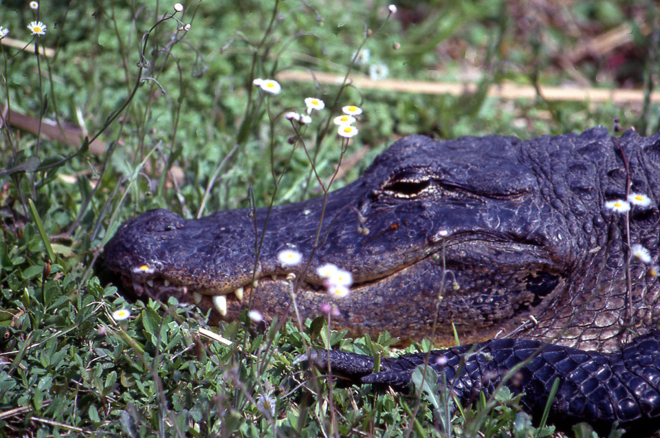 florida-keys--everglades-066_536385092_o_v1.jpg