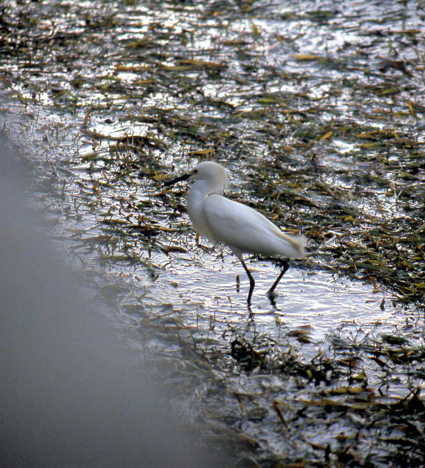 florida-keys--everglades-067_536385580_o_v1.jpg