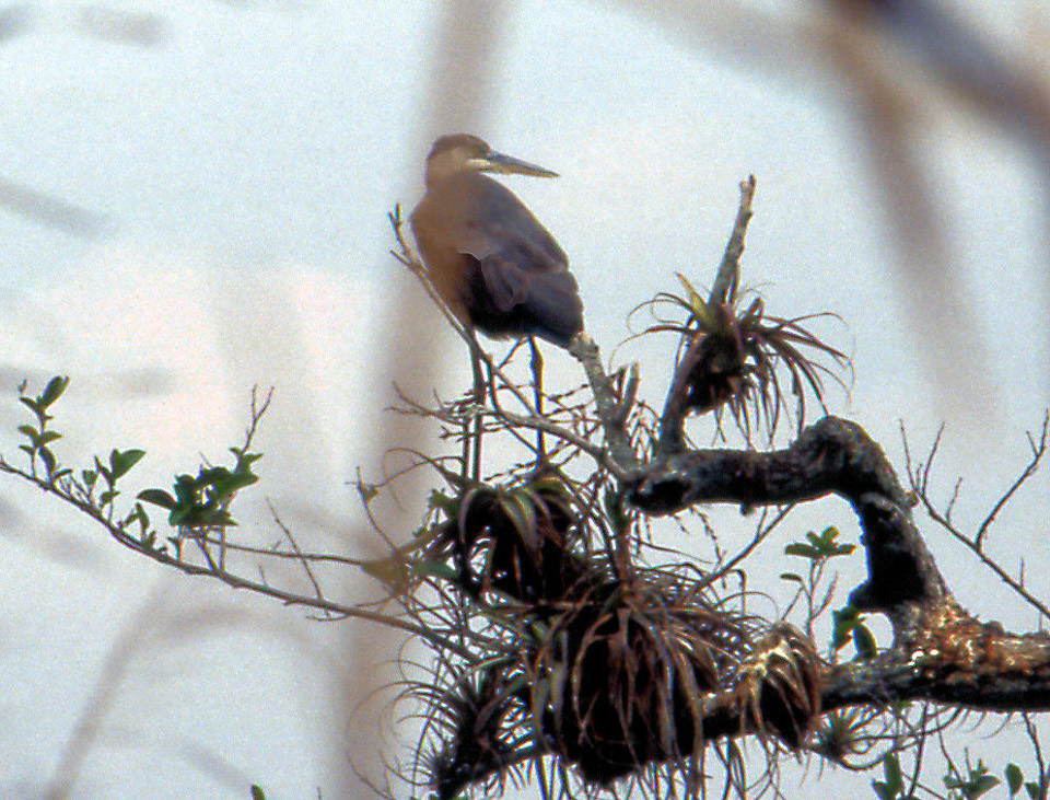 florida-keys--everglades-077_536505023_o.jpg