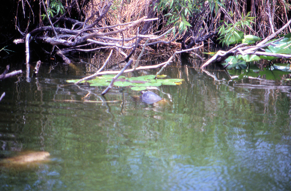 florida-keys--everglades-082_536391964_o.jpg