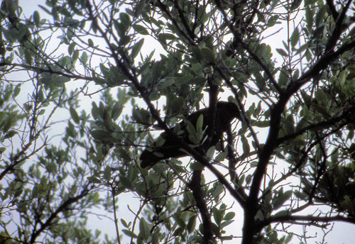 florida-keys--everglades-014_536233995_o.jpg