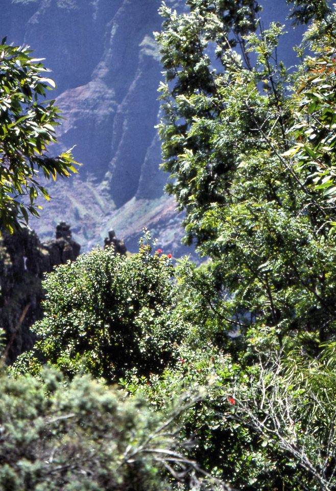 kauai-hawaii-1990-18_747674419_o.jpg