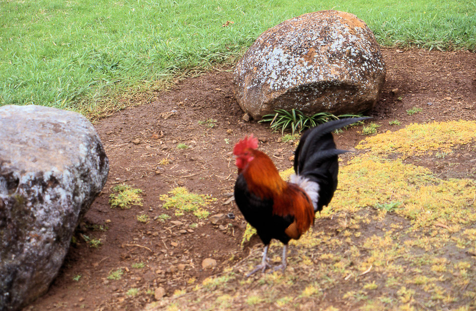 kauai-hawaii-1990-26_748321382_o.jpg