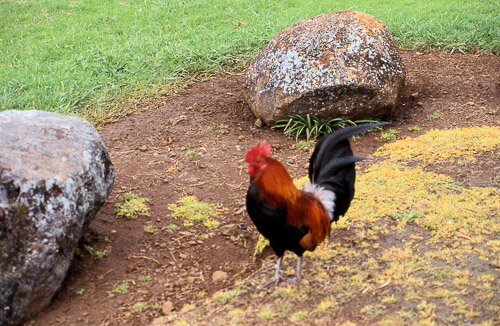 kauai-hawaii-1990-26_748321382_o.jpg