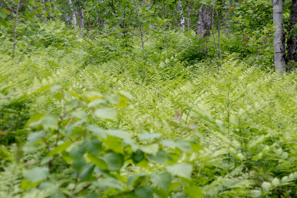 Minnesota-2018-06-P1020478.jpg