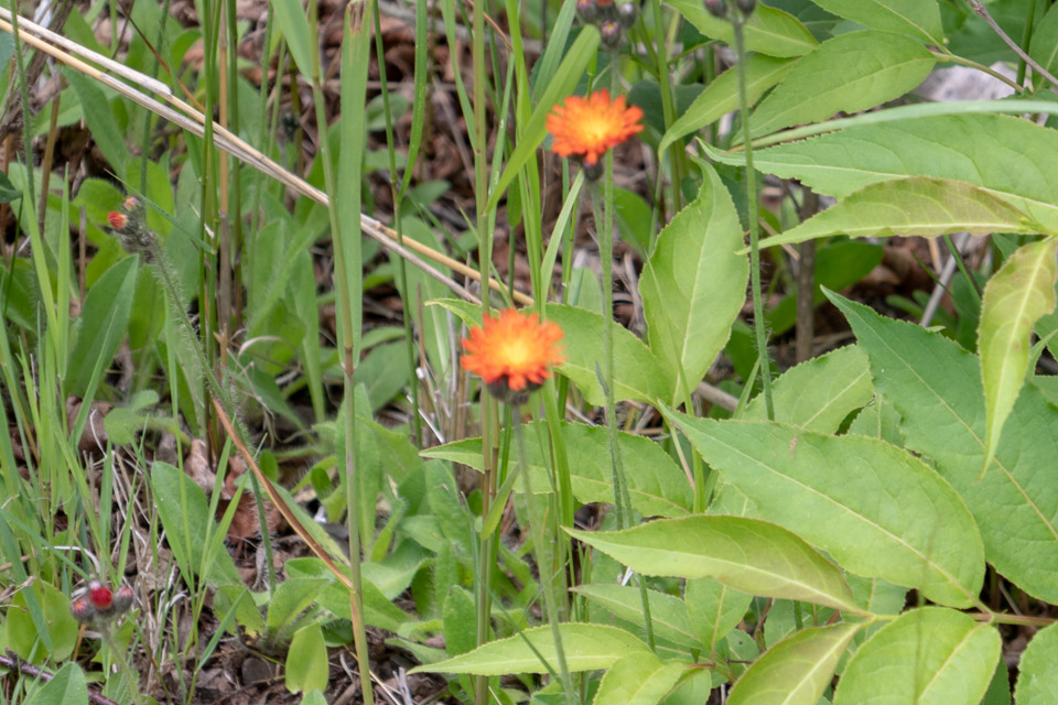 Minnesota-2018-06-P1020480.jpg