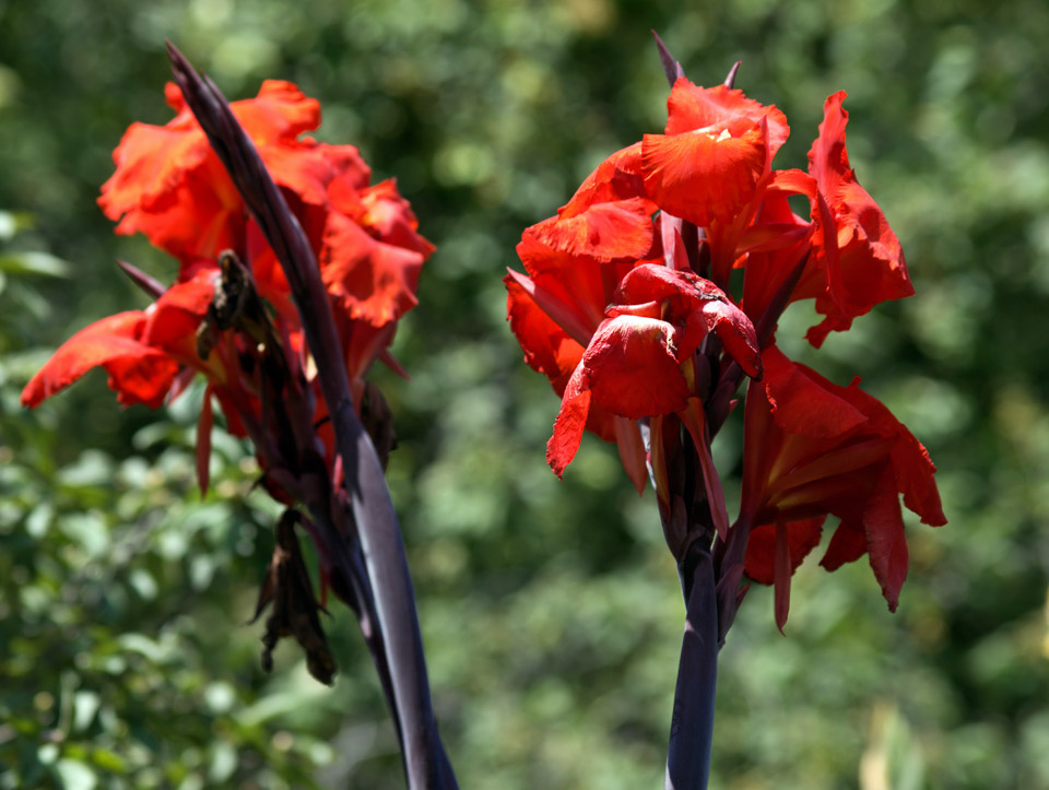 missouri-botanical-garden-p8021136_3819767115_o.jpg