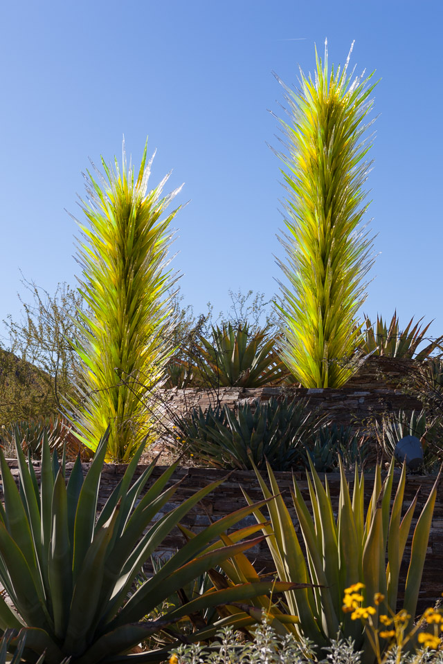 Desert-Botanical-Garden-3847.jpg