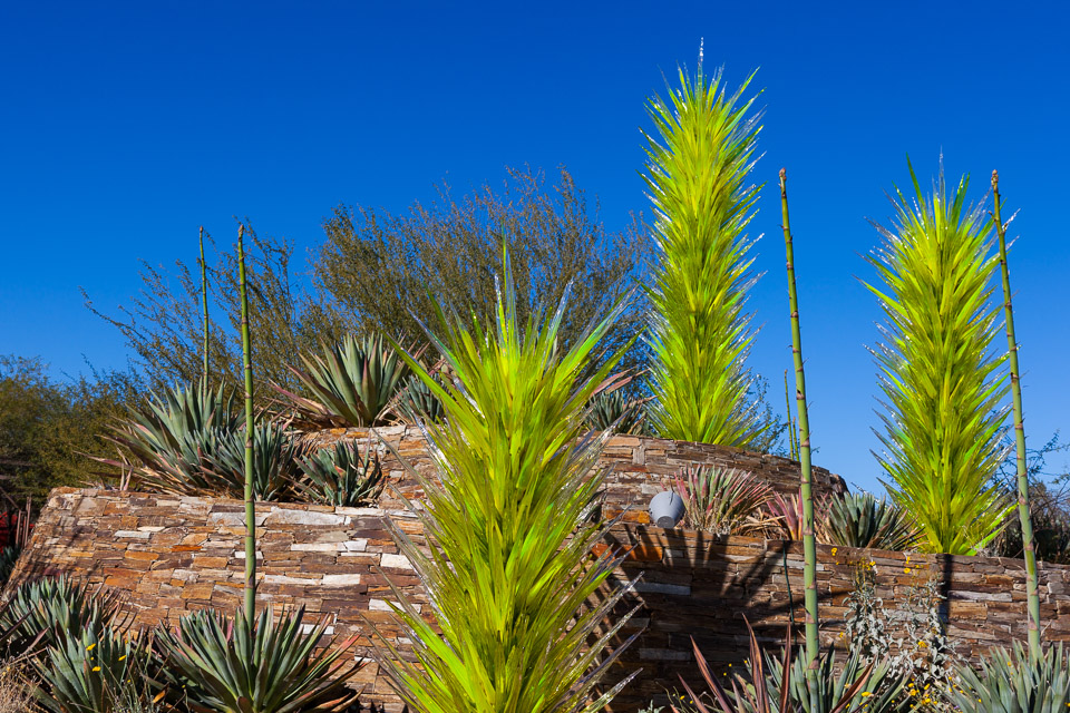 Desert-Botanical-Garden-3848.jpg