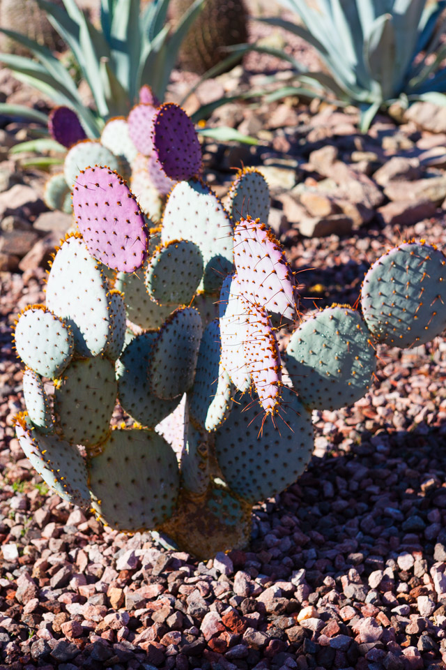 Desert-Botanical-Garden-3849.jpg