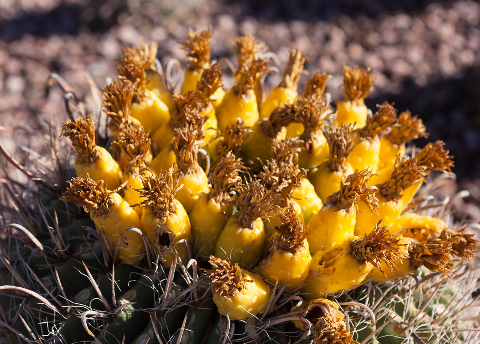 Desert-Botanical-Garden-3851.jpg