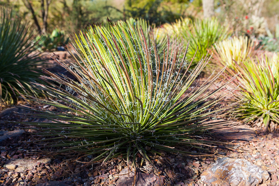 Desert-Botanical-Garden-3852.jpg