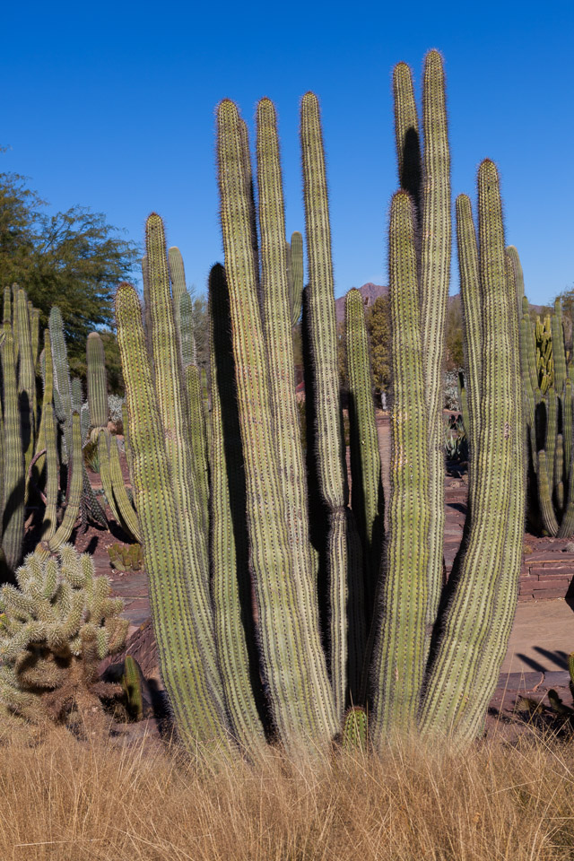 Desert-Botanical-Garden-3853.jpg