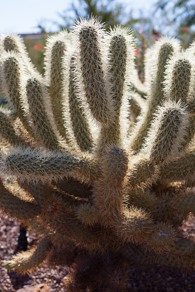 Desert-Botanical-Garden-3854.jpg