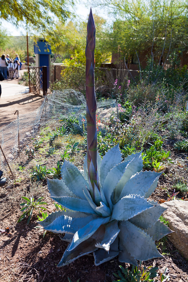 Desert-Botanical-Garden-3855.jpg