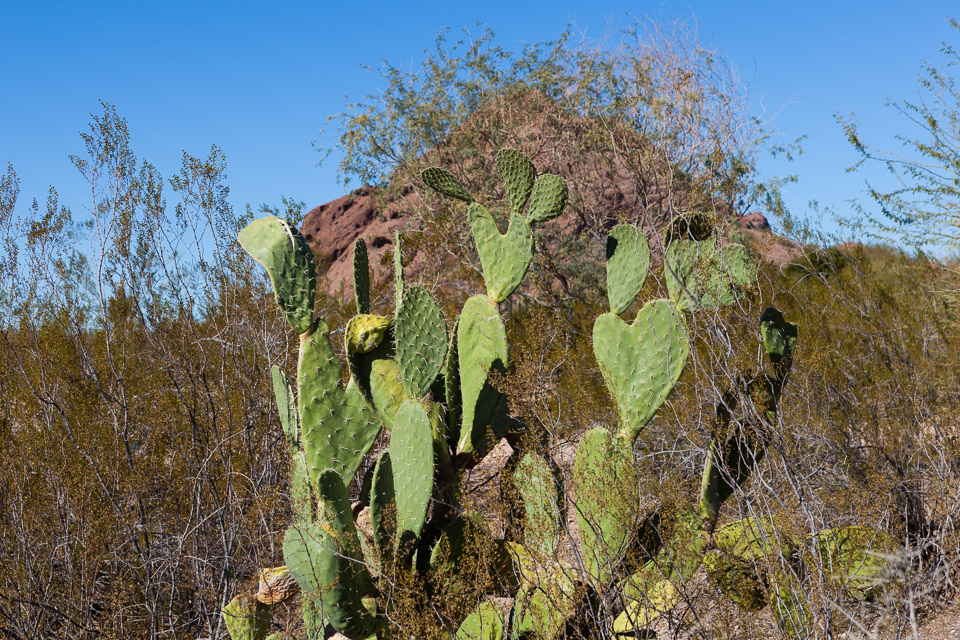 Desert-Botanical-Garden-3856.jpg