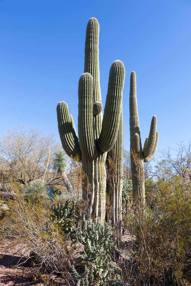 Desert-Botanical-Garden-3857.jpg