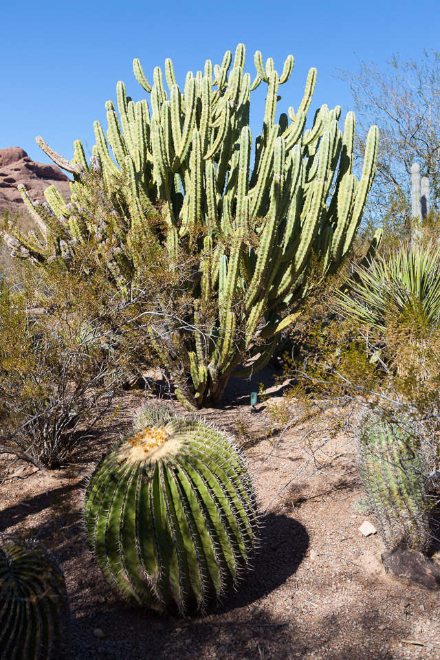 Desert-Botanical-Garden-3858.jpg