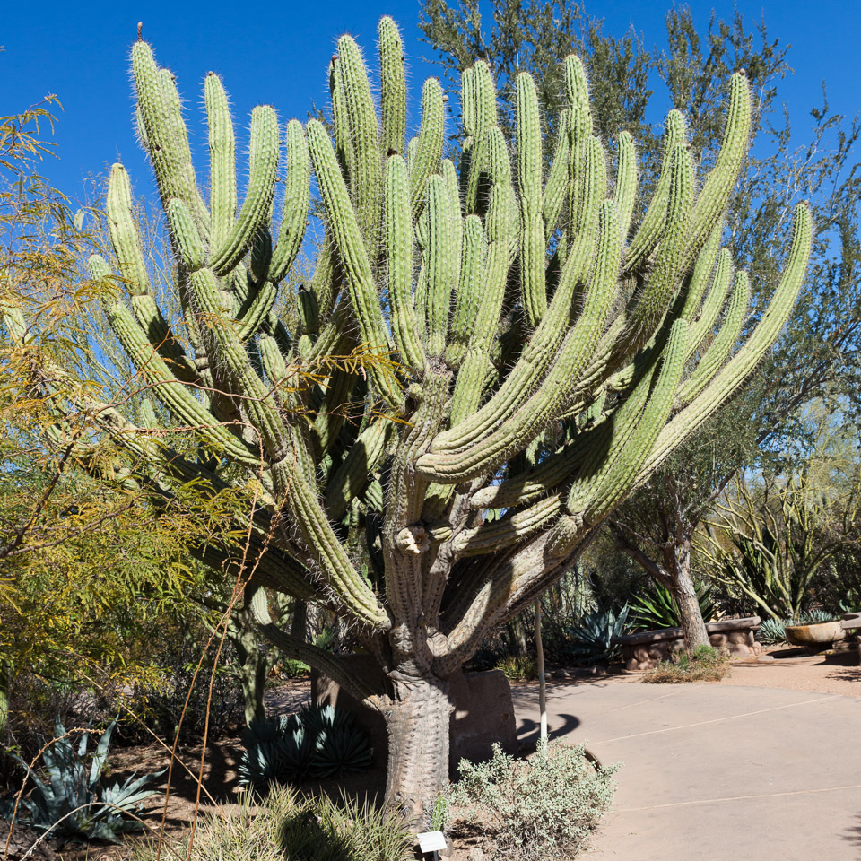 Desert-Botanical-Garden-3859.jpg