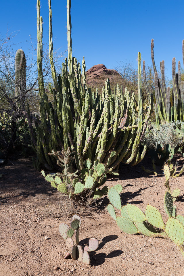 Desert-Botanical-Garden-3860.jpg