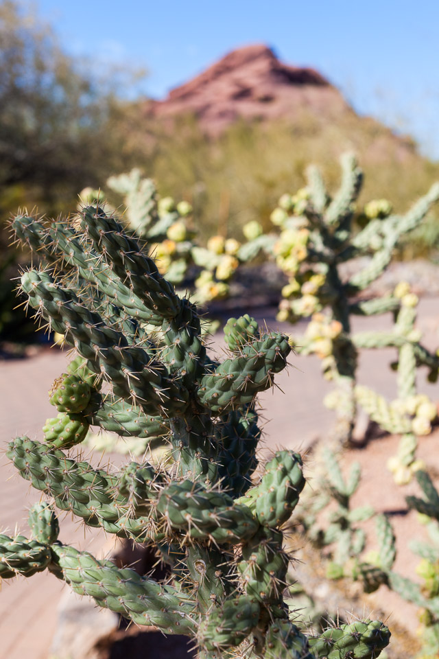 Desert-Botanical-Garden-3861.jpg