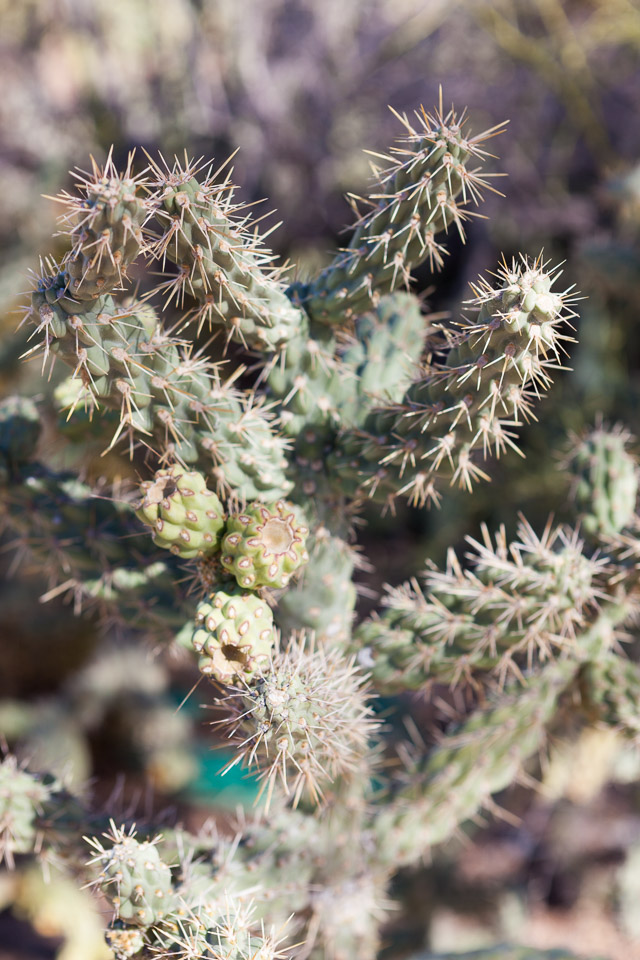 Desert-Botanical-Garden-3862.jpg