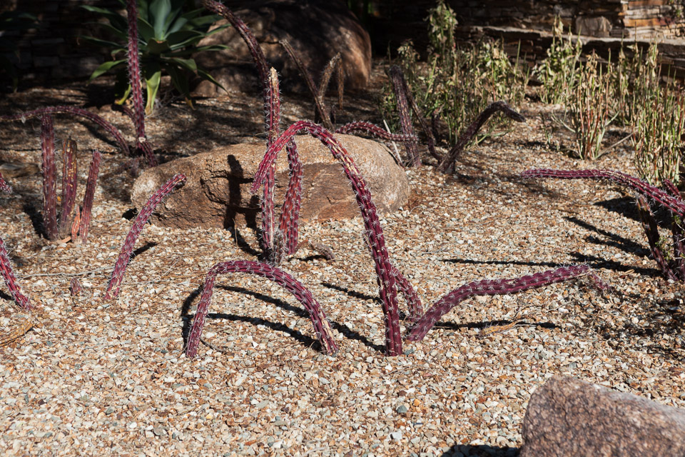 Desert-Botanical-Garden-3863.jpg