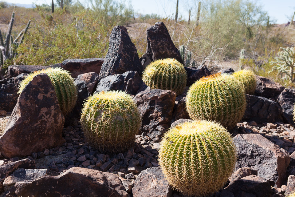 Desert-Botanical-Garden-3865.jpg