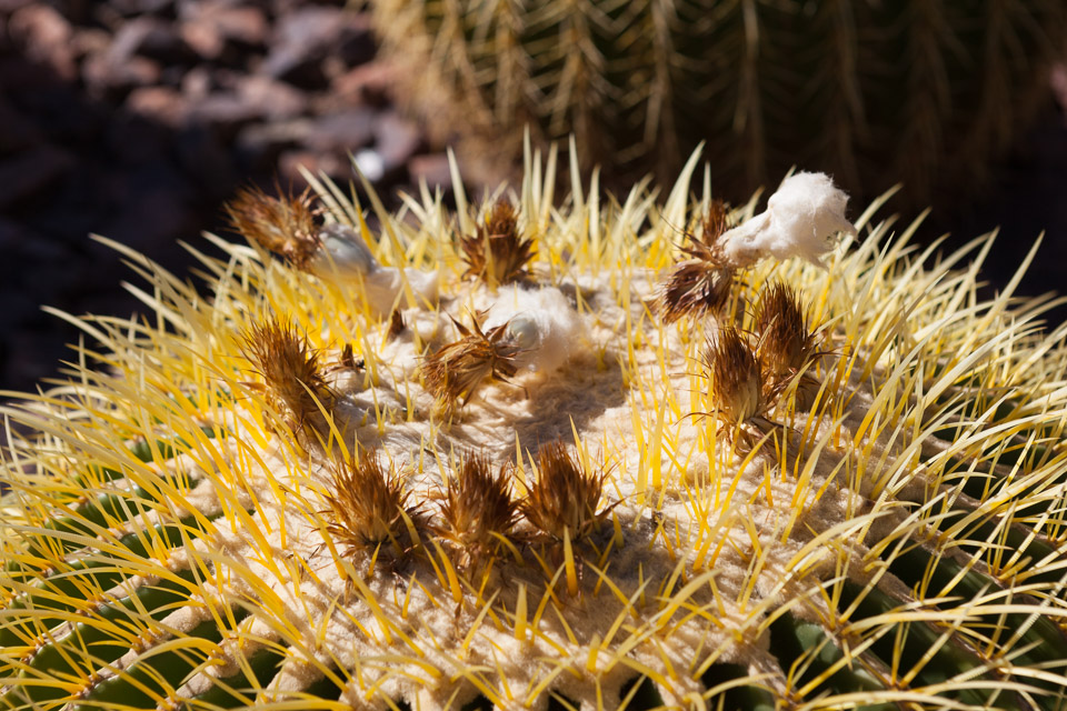 Desert-Botanical-Garden-3866.jpg