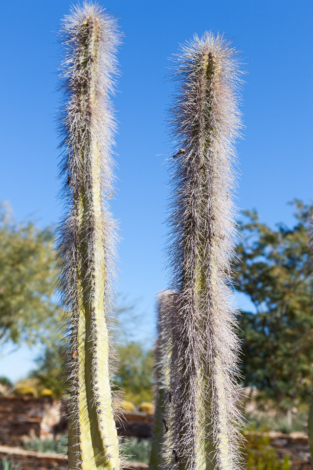 Desert-Botanical-Garden-3867.jpg