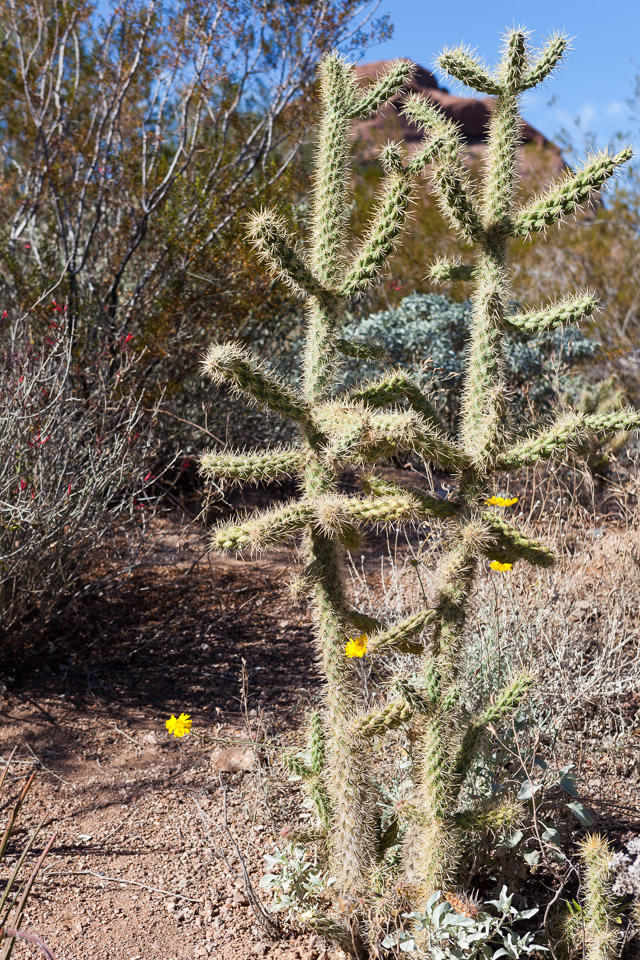 Desert-Botanical-Garden-3868.jpg