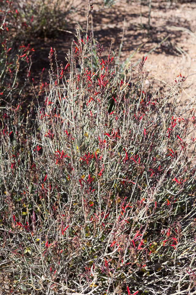 Desert-Botanical-Garden-3869.jpg