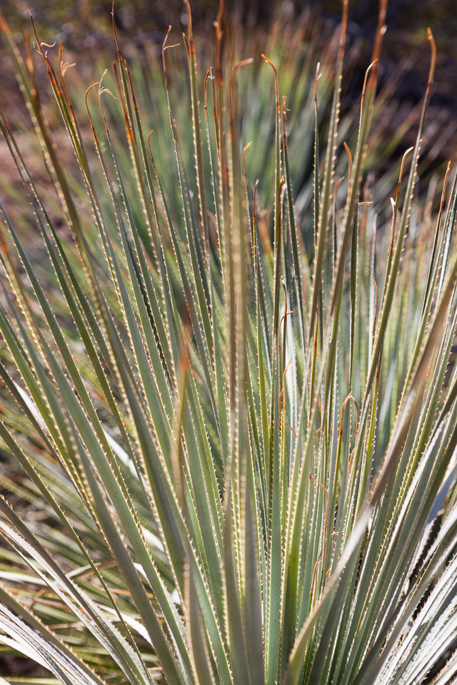 Desert-Botanical-Garden-3870.jpg