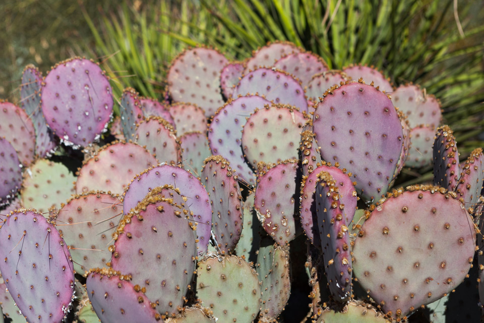 Desert-Botanical-Garden-3872.jpg