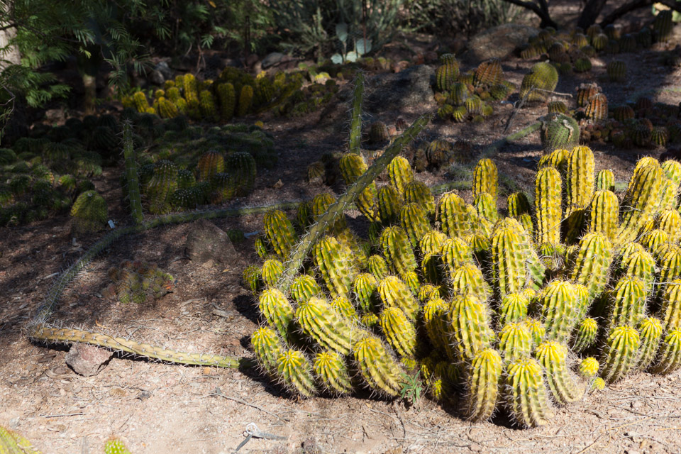 Desert-Botanical-Garden-3880.jpg