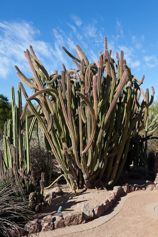 Desert-Botanical-Garden-3882.jpg