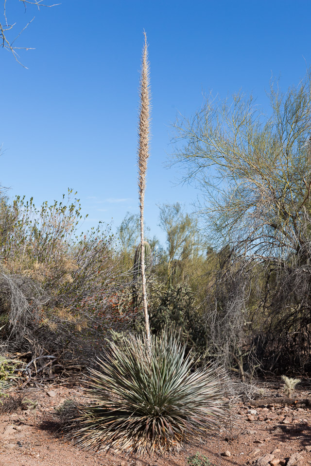 Desert-Botanical-Garden-3883.jpg