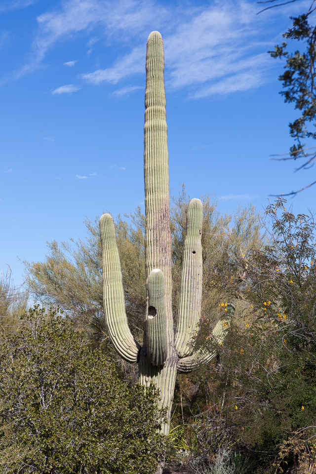 Desert-Botanical-Garden-3884.jpg