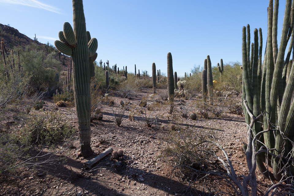 Desert-Botanical-Garden-3885.jpg