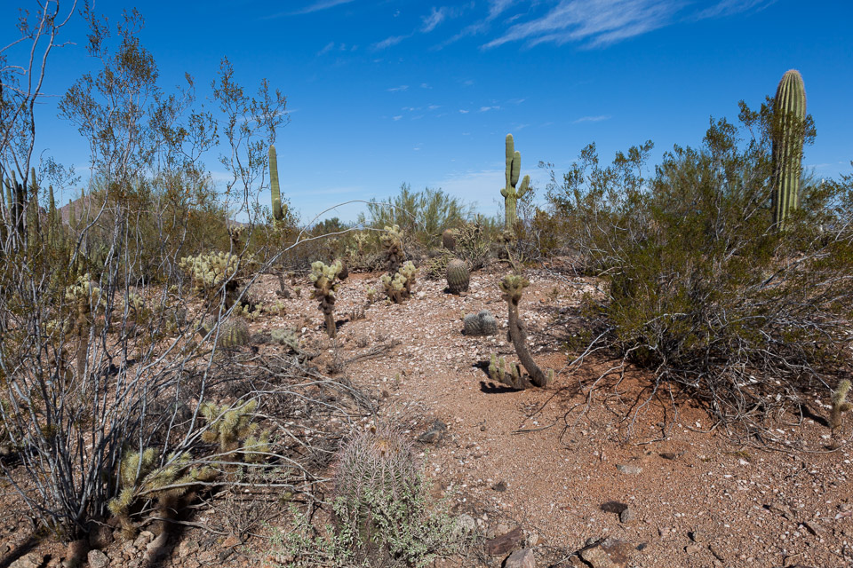 Desert-Botanical-Garden-3887.jpg