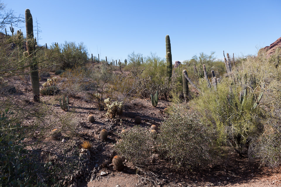 Desert-Botanical-Garden-3888.jpg