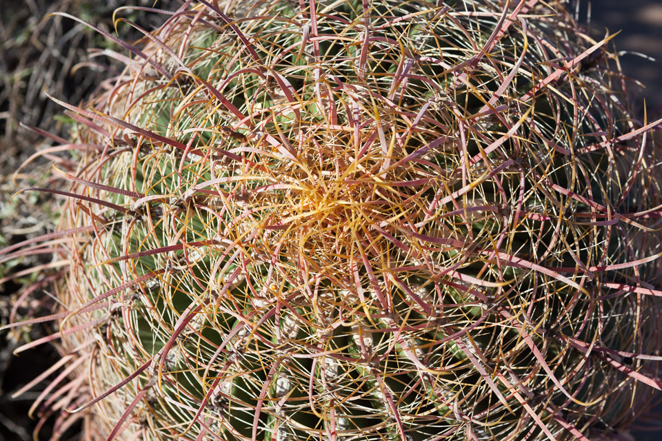 Desert-Botanical-Garden-3889.jpg