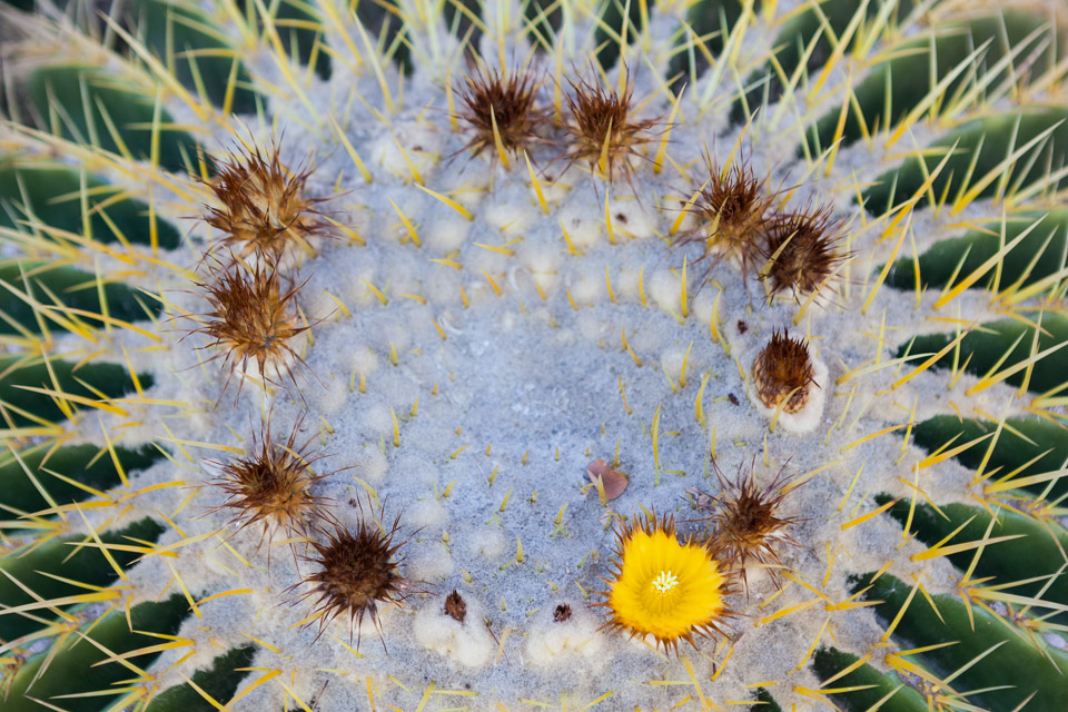 Desert-Botanical-Garden-3893.jpg