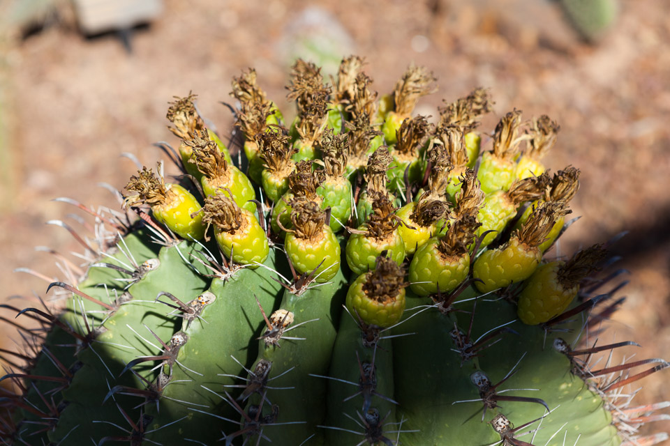 Desert-Botanical-Garden-3895.jpg