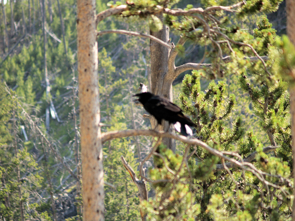 yellowstone-2008-062_2712557579_o.jpg